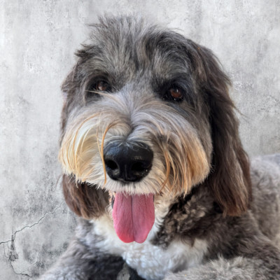Vespa the Sheepadoodle, Receptionist